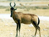 Hartebeest image