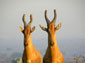 Hartebeest wallpaper