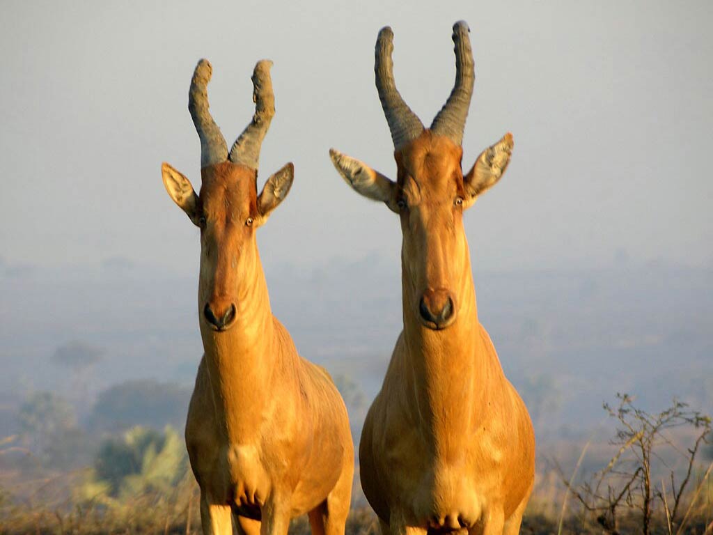 free Hartebeest wallpaper wallpapers download