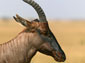 hartebeest wallpaper