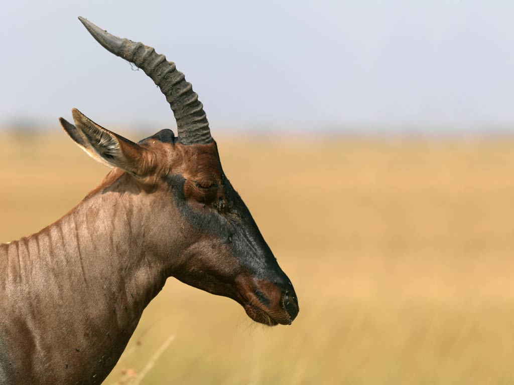 free Hartebeest wallpaper wallpapers download