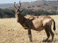 free hartebeest wallpaper