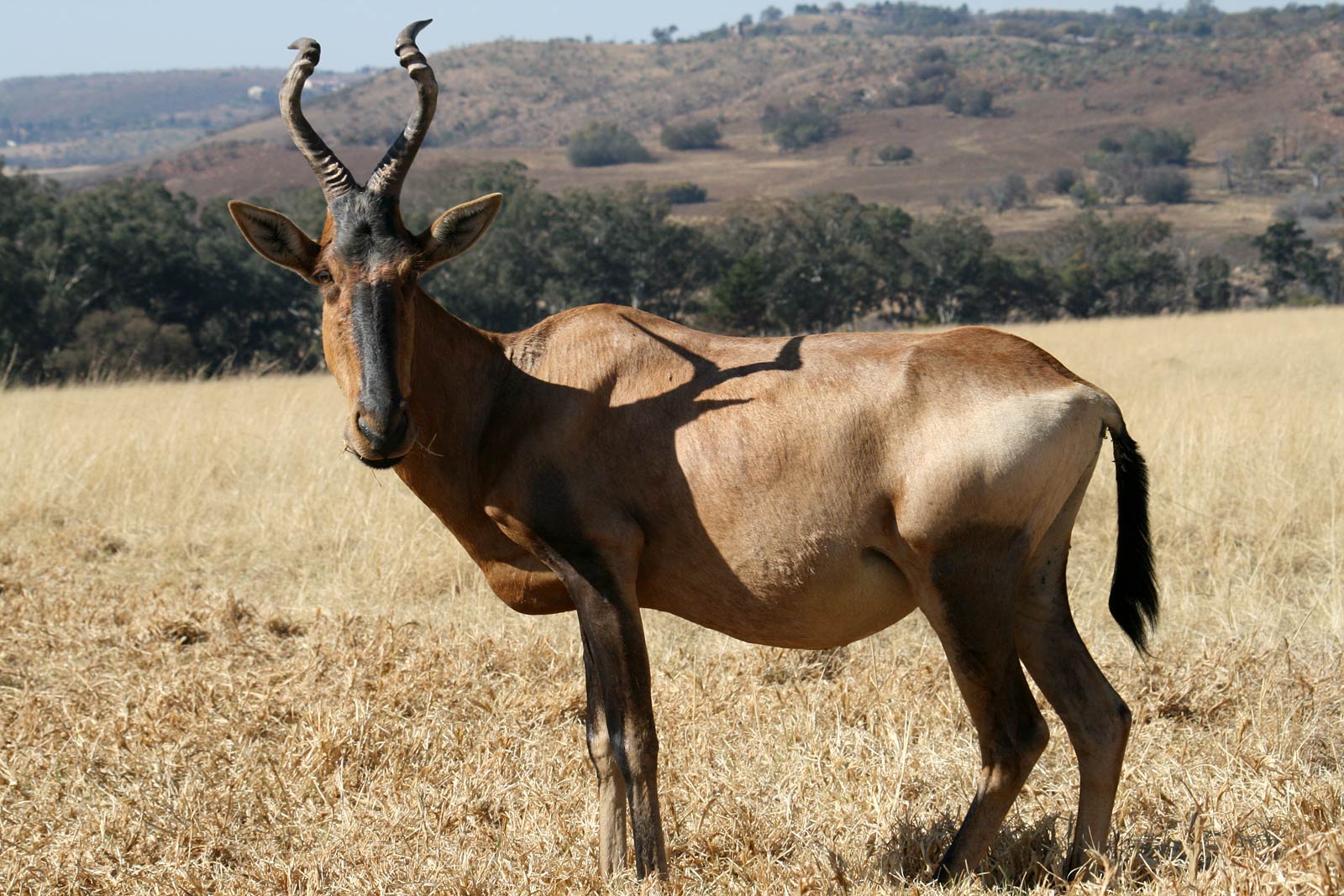 free Hartebeest wallpaper wallpapers download