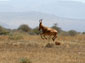 Hartebeest wallpaper