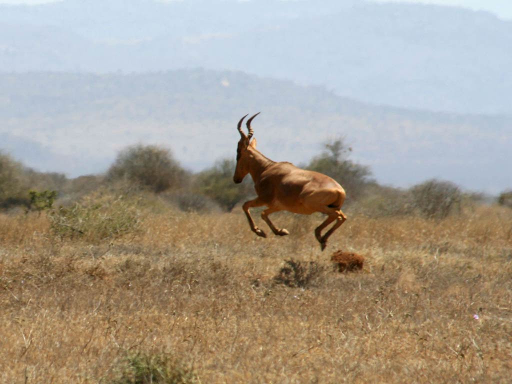free Hartebeest wallpaper wallpapers and background