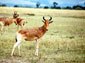 Hartebeest wallpaper