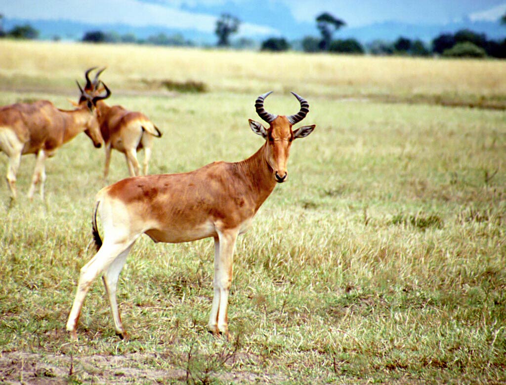 free Hartebeest wallpaper wallpapers download