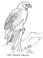 Hawk coloring page