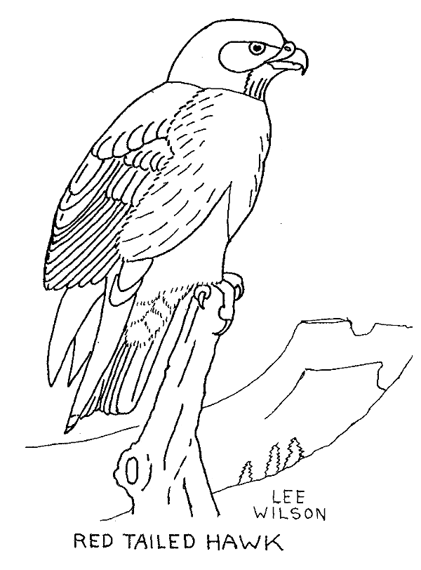 free Hawk coloring page