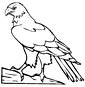 Hawk coloring page