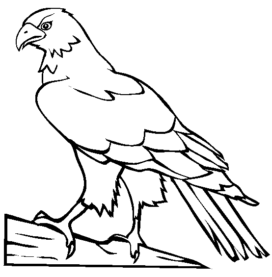 free Hawk coloring page