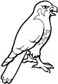 hawk coloring page