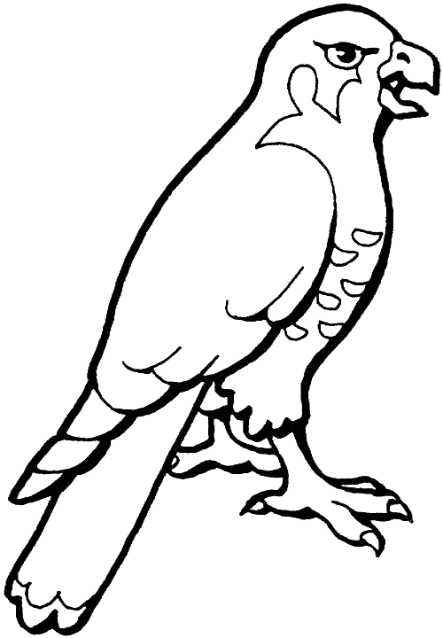 free Hawk coloring page