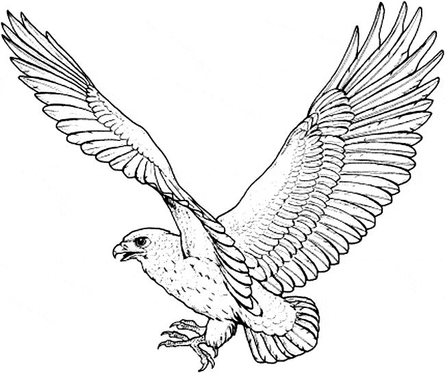 free Hawk coloring page