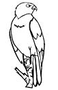 Hawk coloring page