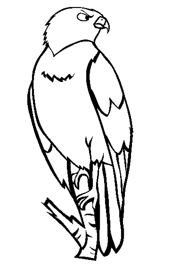 free Hawk coloring page