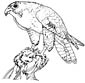 Hawk coloring page