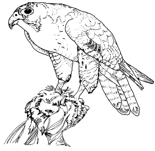 free Hawk coloring page