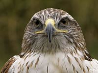 Hawk picture