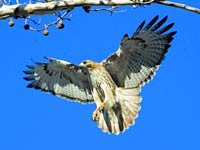 Hawk image