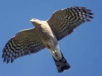 Hawk in flight