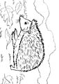 Hedgehog coloring page