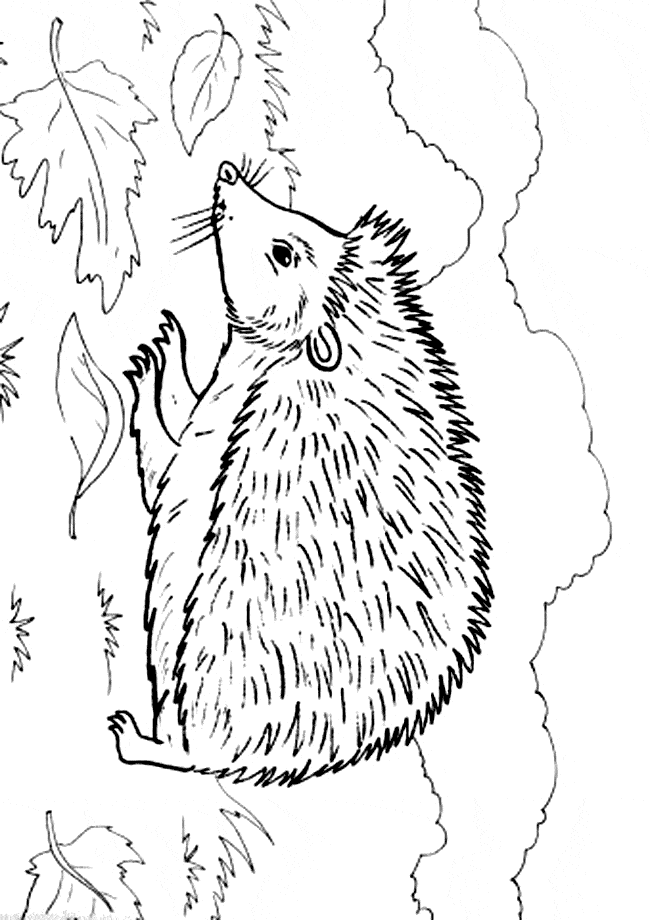 free Hedgehog coloring page