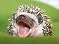 Hedgehog picture