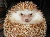 Hedgehog image