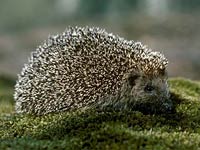 Hedgehog image