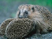 Hedgehog image