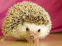 Hedgehog image