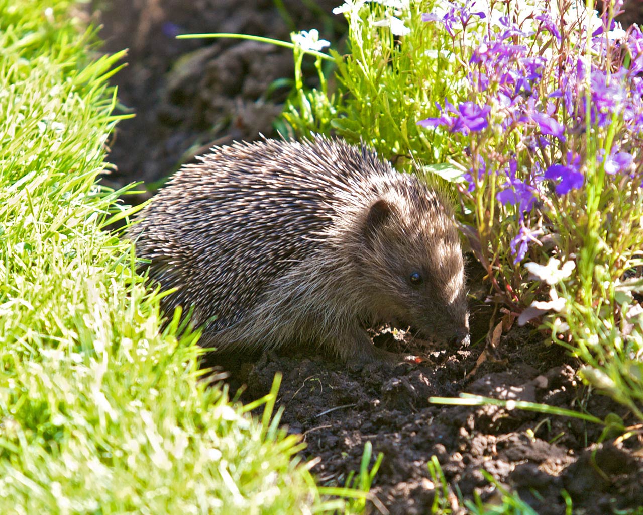 free Hedgehog wallpaper wallpapers download