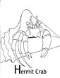 Hermit Crab coloring page