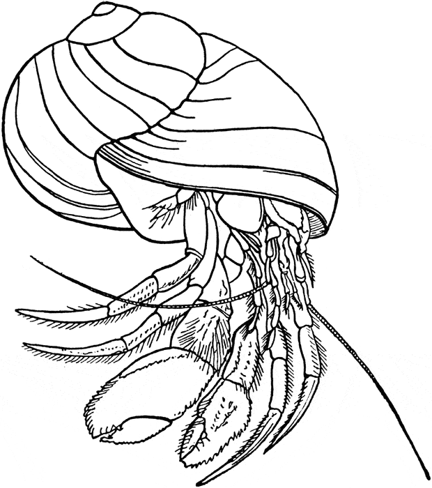 free Hermit Crab coloring page