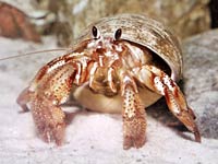 Hermit Crab image