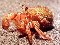 Hermit Crab picture