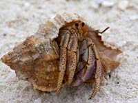 Hermit Crab image