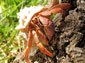 Hermit Crab wallpaper