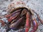 Hermit Crab wallpaper