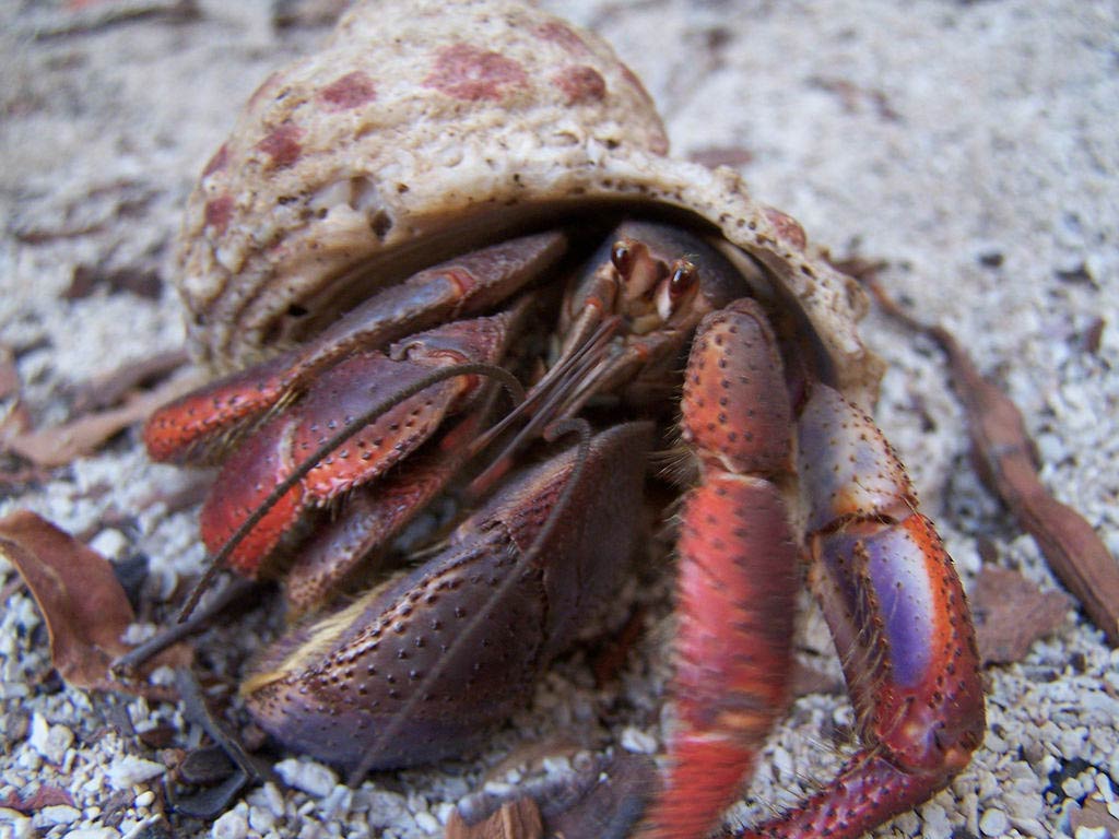 free Hermit Crab wallpaper wallpapers download