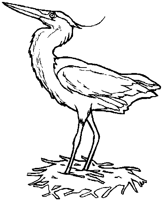 free Herron coloring page