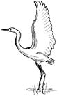 Herron coloring page