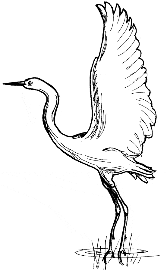 free Herron coloring page