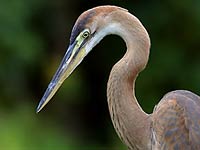 Heron image