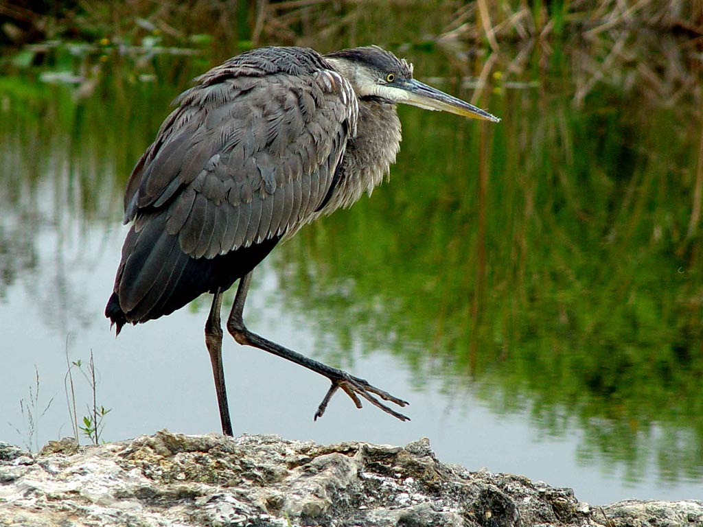 free Herron wallpaper wallpapers download