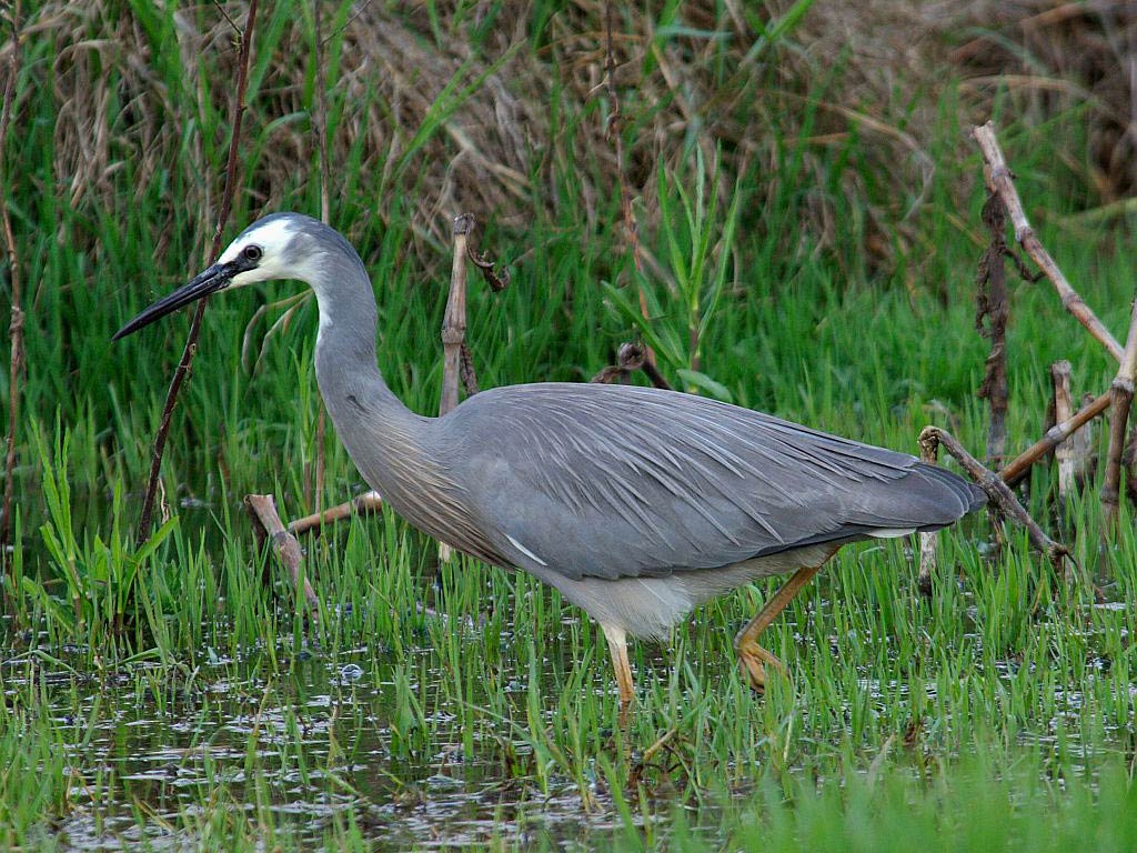 free Herron wallpaper wallpapers download