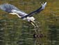 herron wallpapers