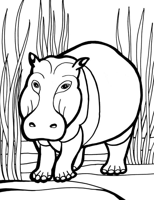 free Hippopotamus Hippo  coloring page