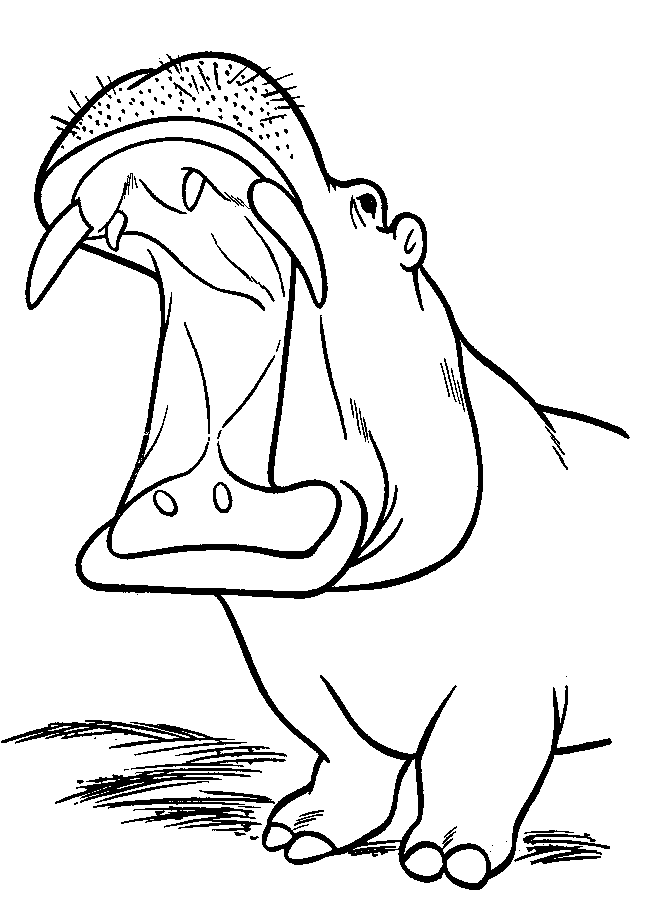 free Hippopotamus Hippo  coloring page